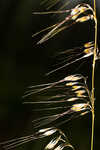 Lopsided Indiangrass